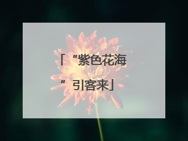 “紫色花海”引客来