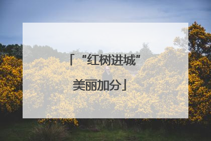 “红树进城” 美丽加分