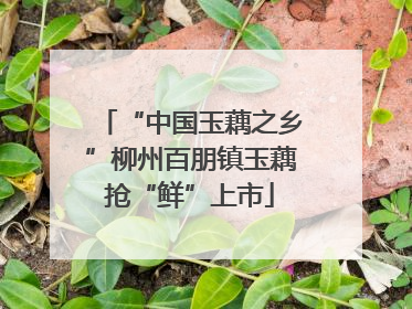 “中国玉藕之乡”柳州百朋镇玉藕抢“鲜”上市
