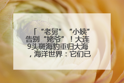 “老舅”“小姨”告别“姥爷”！大连9头斑海豹重归大海，海洋世界：它们已具备野外生存能力