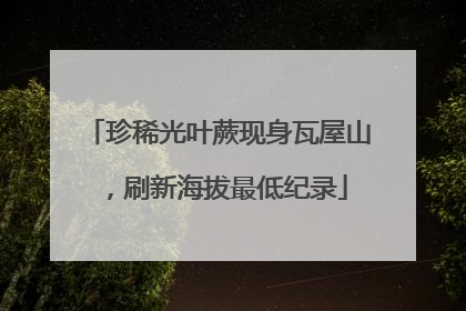珍稀光叶蕨现身瓦屋山，刷新海拔最低纪录