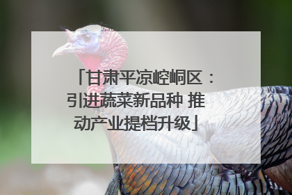 甘肃平凉崆峒区：引进蔬菜新品种 推动产业提档升级