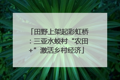 田野上架起彩虹桥：三亚水蛟村“农田+”激活乡村经济