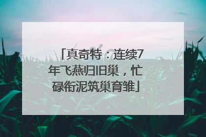 真奇特：连续7年飞燕归旧巢，忙碌衔泥筑巢育雏