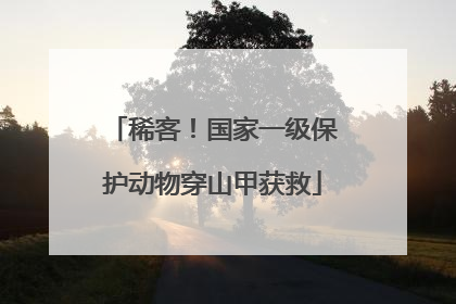 稀客！国家一级保护动物穿山甲获救