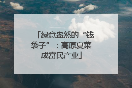 绿意盎然的“钱袋子”：高原夏菜成富民产业