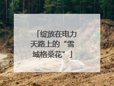 绽放在电力天路上的“雪域格桑花”