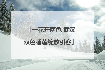 一花开两色 武汉双色睡莲绽放引客