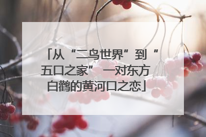 从“二鸟世界”到“五口之家” 一对东方白鹳的黄河口之恋