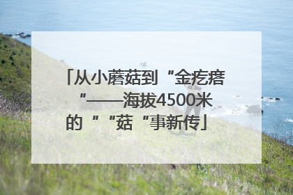 从小蘑菇到“金疙瘩“——海拔4500米的““菇“事新传
