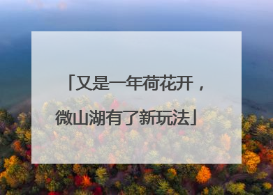 又是一年荷花开，微山湖有了新玩法