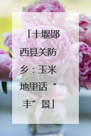 十堰郧西县关防乡：玉米地里话“丰”景