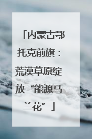 内蒙古鄂托克前旗：荒漠草原绽放“能源马兰花”