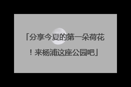 分享今夏的第一朵荷花！来杨浦这座公园吧