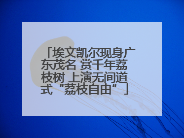 埃文凯尔现身广东茂名 赏千年荔枝树 上演无间道式“荔枝自由”