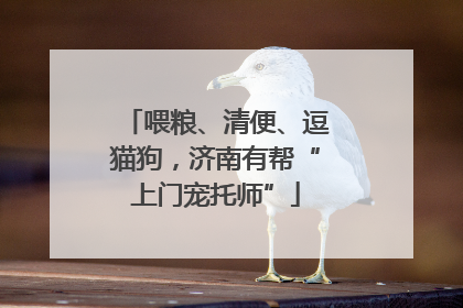 喂粮、清便、逗猫狗，济南有帮“上门宠托师”