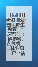 四川井研湿地公园现野生猕猴 “房客”：栖桥墩、荡线缆……林业局：已“请”到救助站，将放归自然