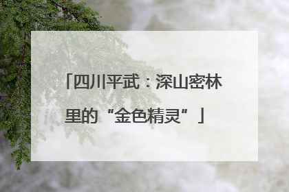 四川平武：深山密林里的“金色精灵”