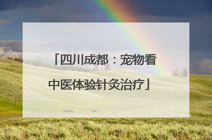 四川成都：宠物看中医体验针灸治疗