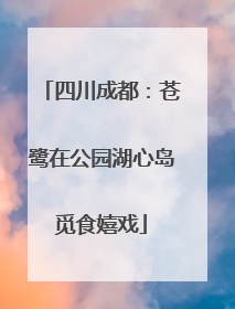 四川成都：苍鹭在公园湖心岛觅食嬉戏