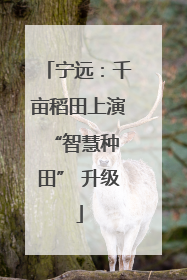 宁远：千亩稻田上演 “智慧种田” 升级