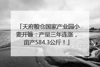 天府粮仓国家产业园小麦开镰：产量三年连涨，亩产584.3公斤！