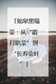 如皋黑塌菜：从“霜打趴菜”到“长寿金叶”