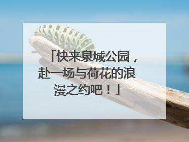快来泉城公园，赴一场与荷花的浪漫之约吧！