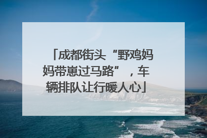 成都街头“野鸡妈妈带崽过马路”，车辆排队让行暖人心