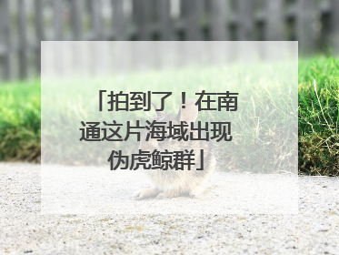 拍到了！在南通这片海域出现伪虎鲸群