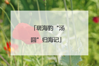 斑海豹“汤圆”归海记