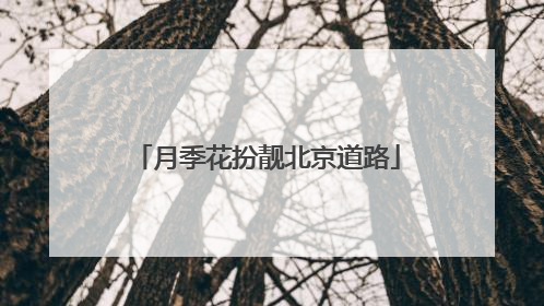 月季花扮靓北京道路