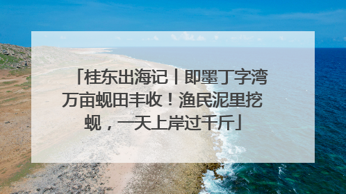 桂东出海记丨即墨丁字湾万亩蚬田丰收！渔民泥里挖蚬，一天上岸过千斤