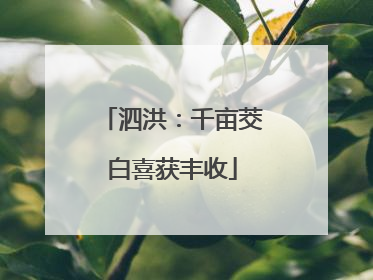 泗洪：千亩茭白喜获丰收