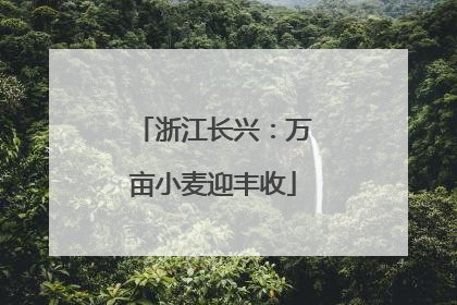 浙江长兴：万亩小麦迎丰收