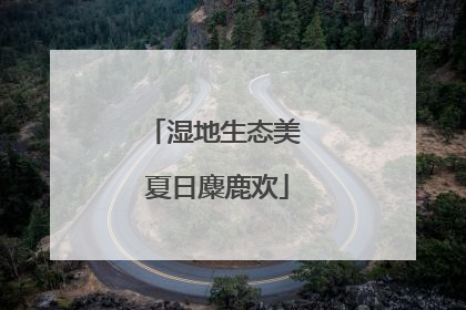 湿地生态美 夏日麋鹿欢