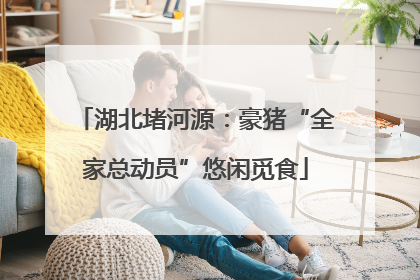 湖北堵河源：豪猪“全家总动员”悠闲觅食