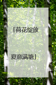 荷花绽放 夏意满塘