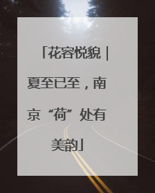 花容悦貌｜夏至已至，南京“荷”处有美韵