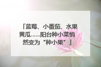 蓝莓、小番茄、水果黄瓜……阳台种小菜悄然变为“种小果”