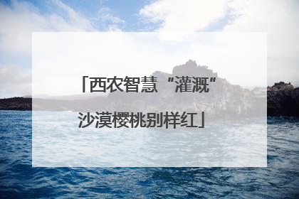 西农智慧“灌溉” 沙漠樱桃别样红