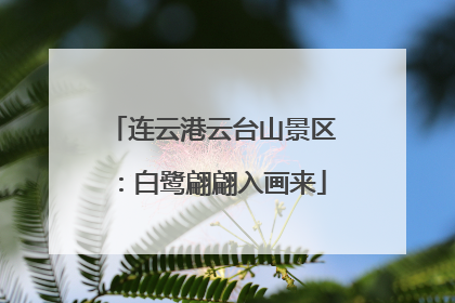 连云港云台山景区：白鹭翩翩入画来
