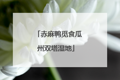 赤麻鸭觅食瓜州双塔湿地