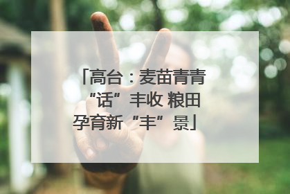 高台：麦苗青青“话”丰收 粮田孕育新“丰”景