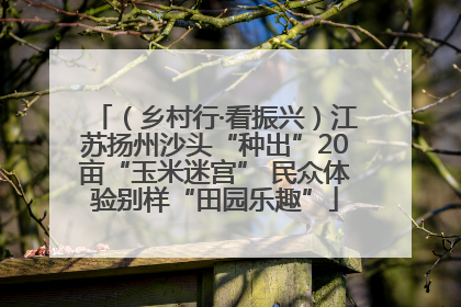 （乡村行·看振兴）江苏扬州沙头“种出”20亩“玉米迷宫” 民众体验别样“田园乐趣”