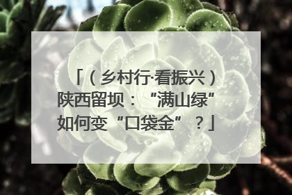 （乡村行·看振兴）陕西留坝：“满山绿”如何变“口袋金”？