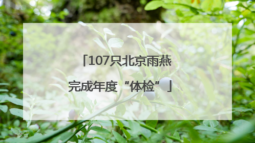 107只北京雨燕完成年度“体检”