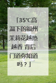 35℃高温下的福州茉莉花越热越香 背后门道你知道吗？
