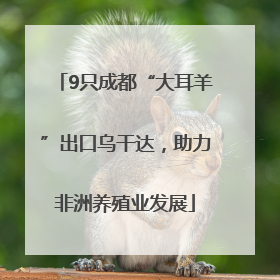 9只成都“大耳羊”出口乌干达，助力非洲养殖业发展